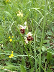 Ophrys fuciflora