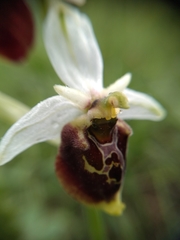 Ophrys fuciflora