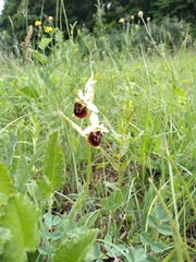 Ophrys fuciflora