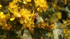 Apis mellifera unicolor