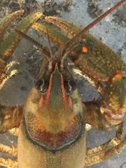 Cambarus coosae