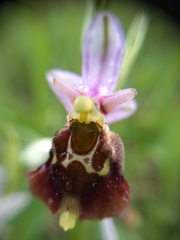 Ophrys fuciflora