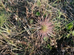 Pulsatilla turczaninovii