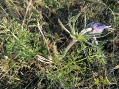 Pulsatilla turczaninovii