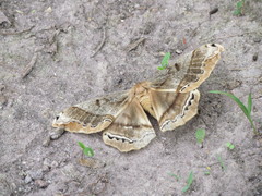 Arsenura polyodonta