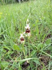 Ophrys fuciflora