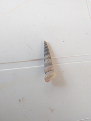 Turritellinella tricarinata