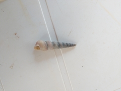 Turritellinella tricarinata
