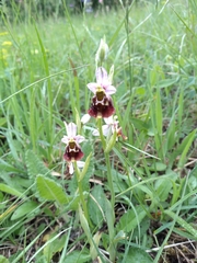 Ophrys fuciflora