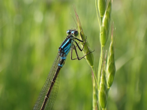 Swift Forktail photo 5