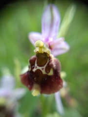 Ophrys fuciflora
