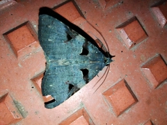 Avatha discolor