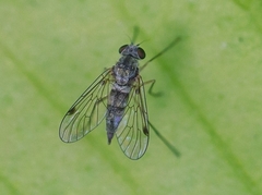 Chrysopilus asiliformis