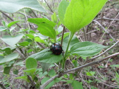 Leptinotarsa behrensi