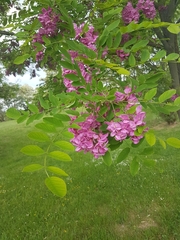 Robinia hispida kelseyi