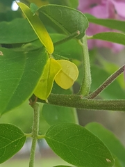 Robinia hispida kelseyi