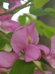 Robinia hispida kelseyi