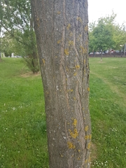 Robinia hispida kelseyi