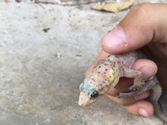 Transvaal Flat Gecko photo 2