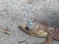 Transvaal Flat Gecko photo 5
