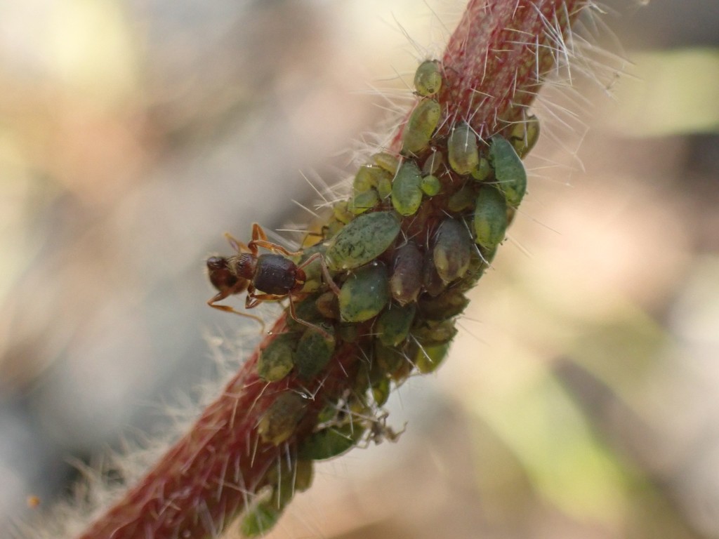 clover aphid