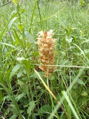 Orobanche lutea
