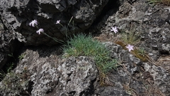 Dianthus plumarius neilreichii