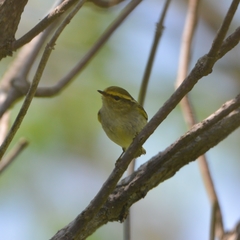 Phylloscopus proregulus