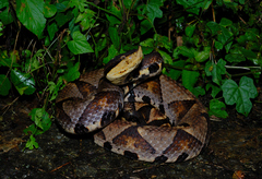 Deinagkistrodon acutus