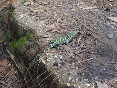Anolis petersii