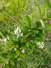 Pyracantha angustifolia