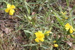 Hibbertia longifolia