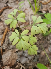 Peronospora corydalis