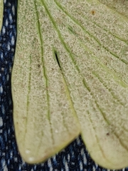 Peronospora corydalis