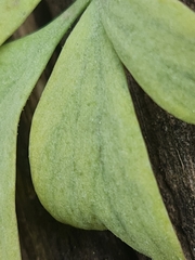 Peronospora corydalis