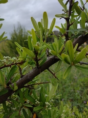 Pyracantha angustifolia