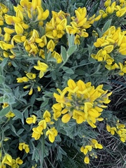 Genista sagittalis