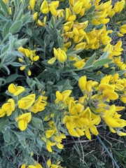 Genista sagittalis