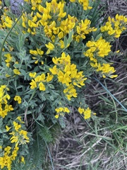 Genista sagittalis