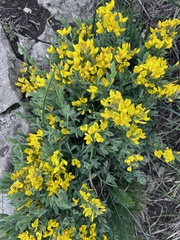 Genista sagittalis