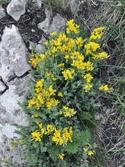 Genista sagittalis