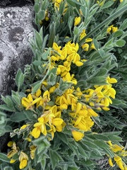 Genista sagittalis