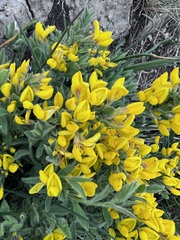 Genista sagittalis