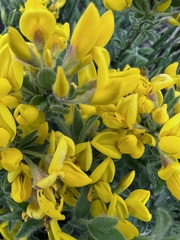 Genista sagittalis