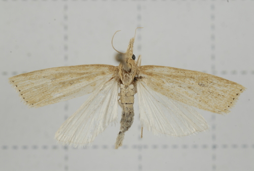 Rice steam borer