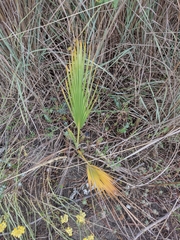 Washingtonia filifera