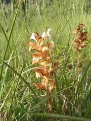 Orobanche lutea