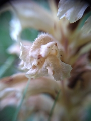 Orobanche lutea