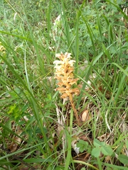 Orobanche lutea
