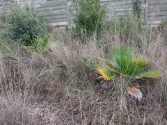 Washingtonia filifera